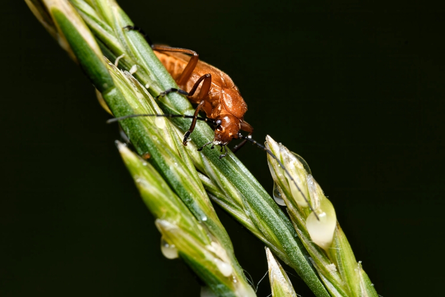 DSC_1856_NEO_web